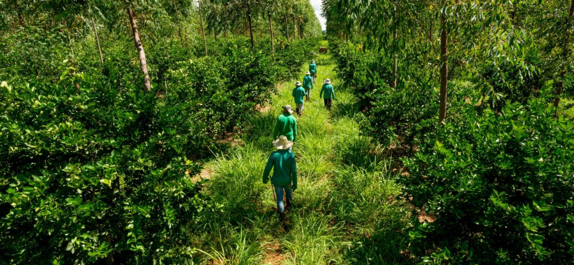 AGROFORESTRY-scaled